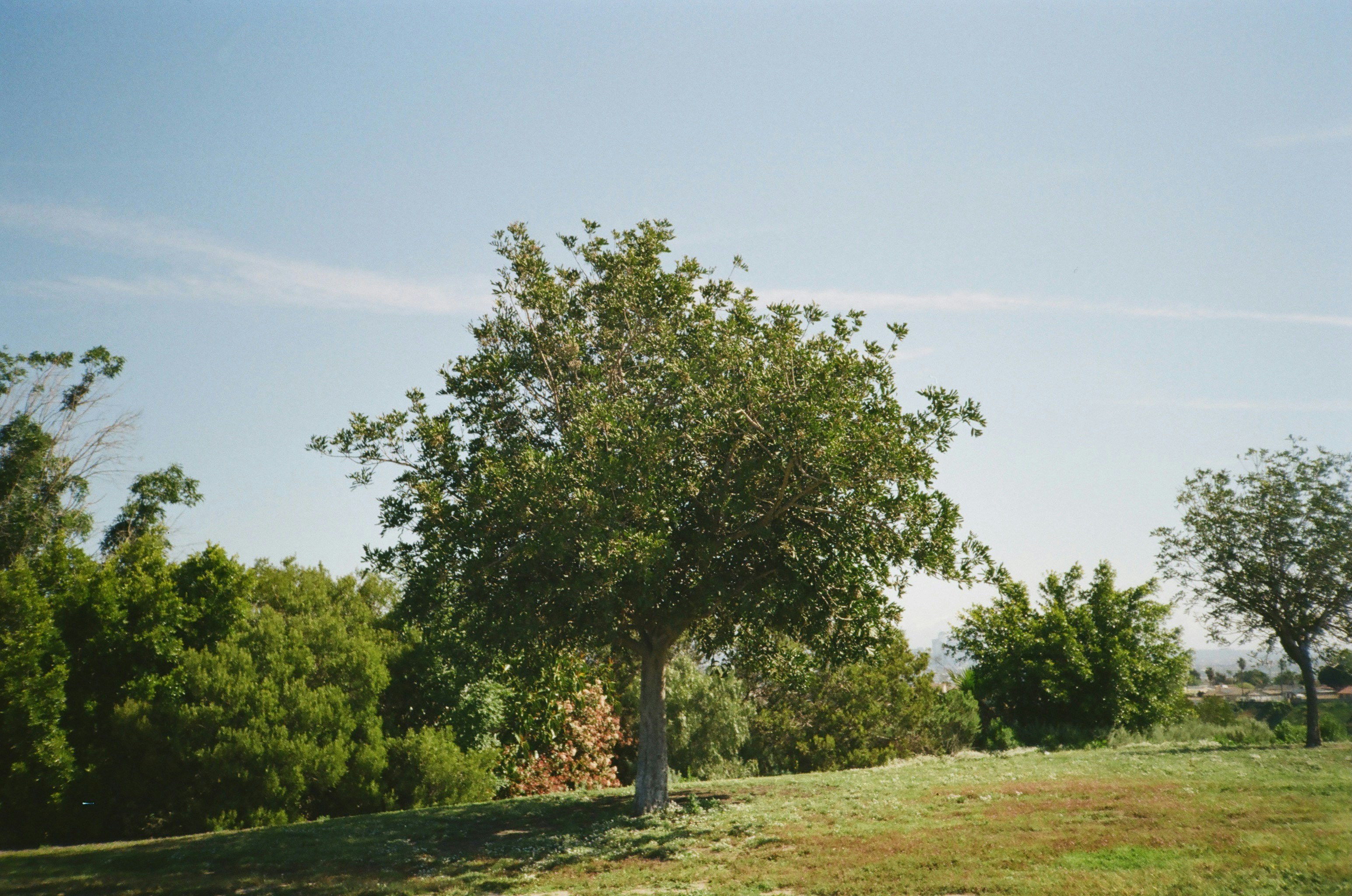 ISA Tree Risk Assessment by Cahir Doherty TRAQ Qualified