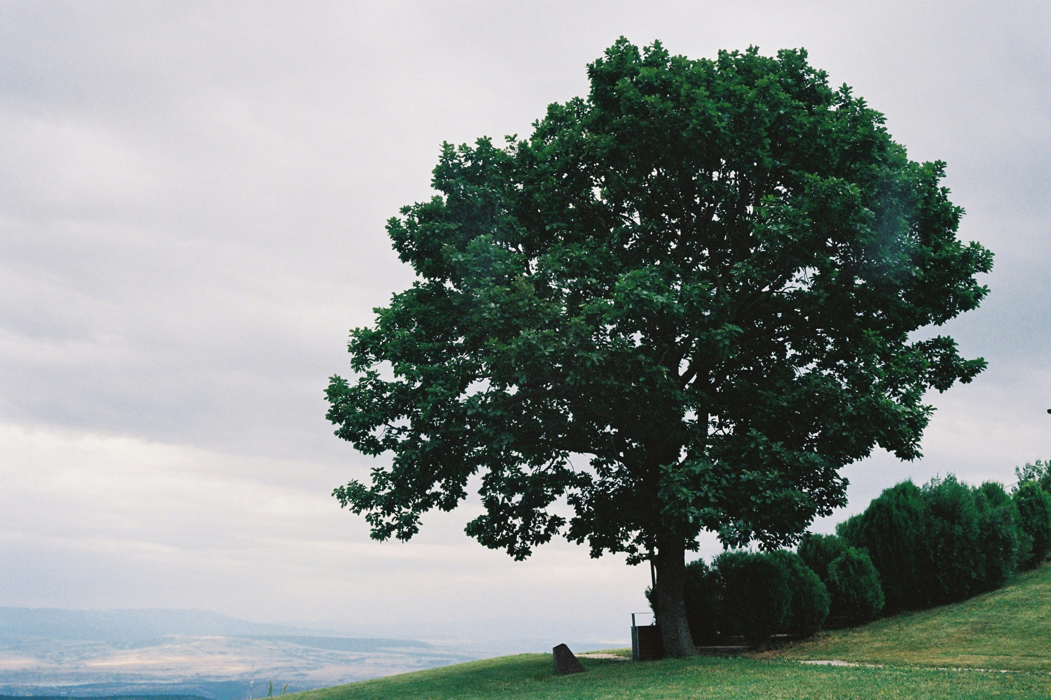 Oak wilt management in Austin by ATX Tree Service