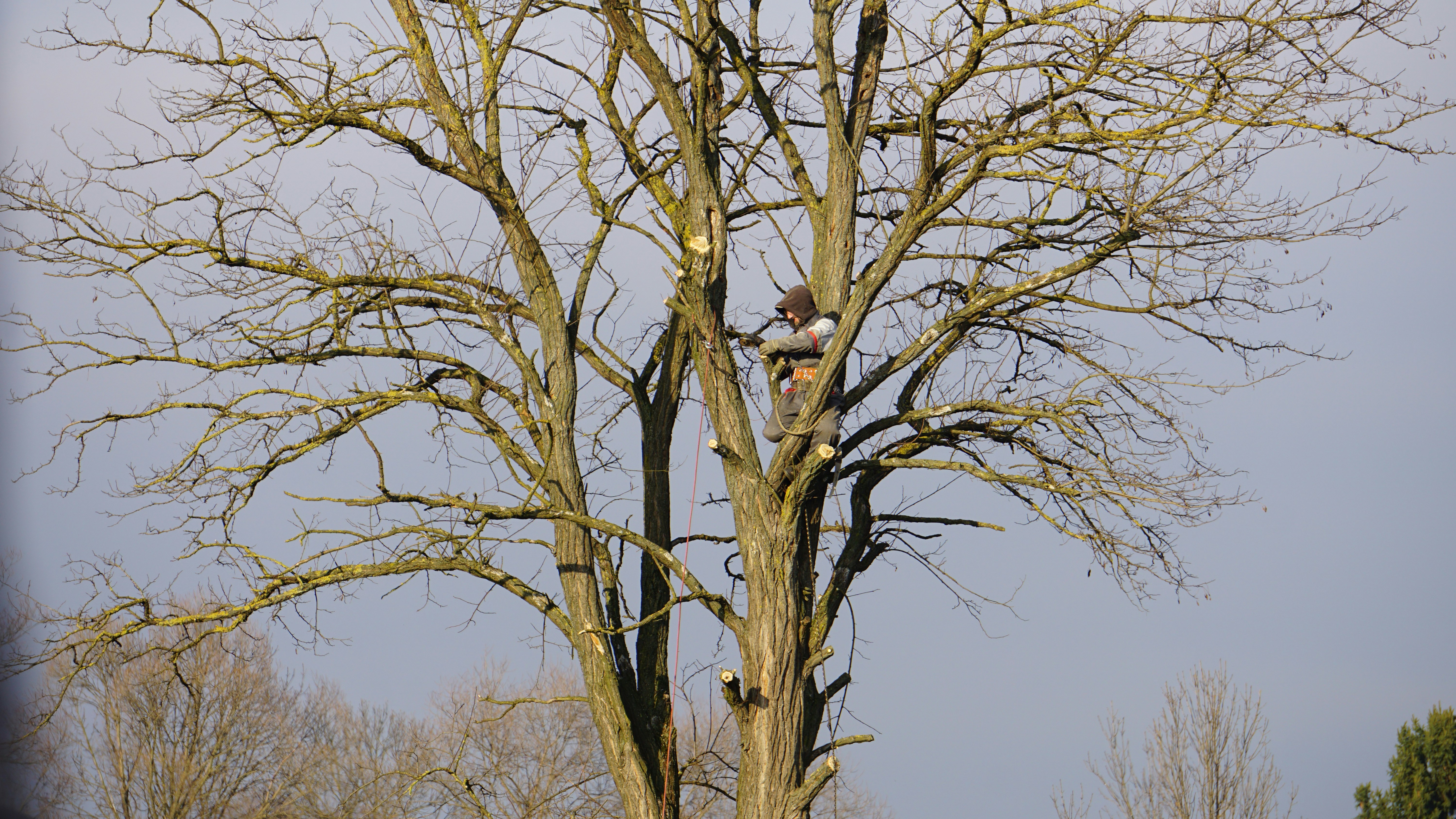 Tree planting service in Austin, TX