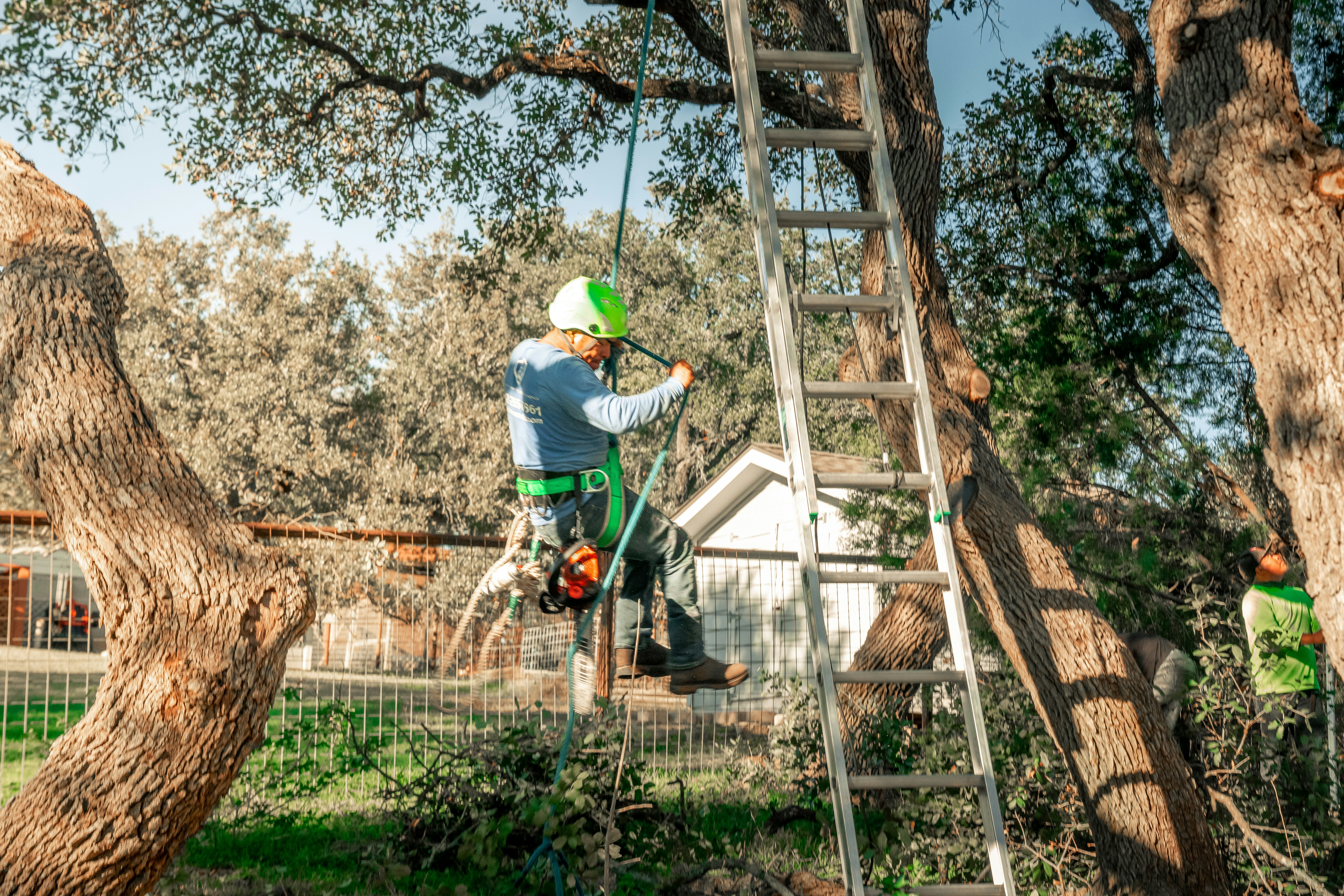 Tree removal in Austin by ATX Tree Service