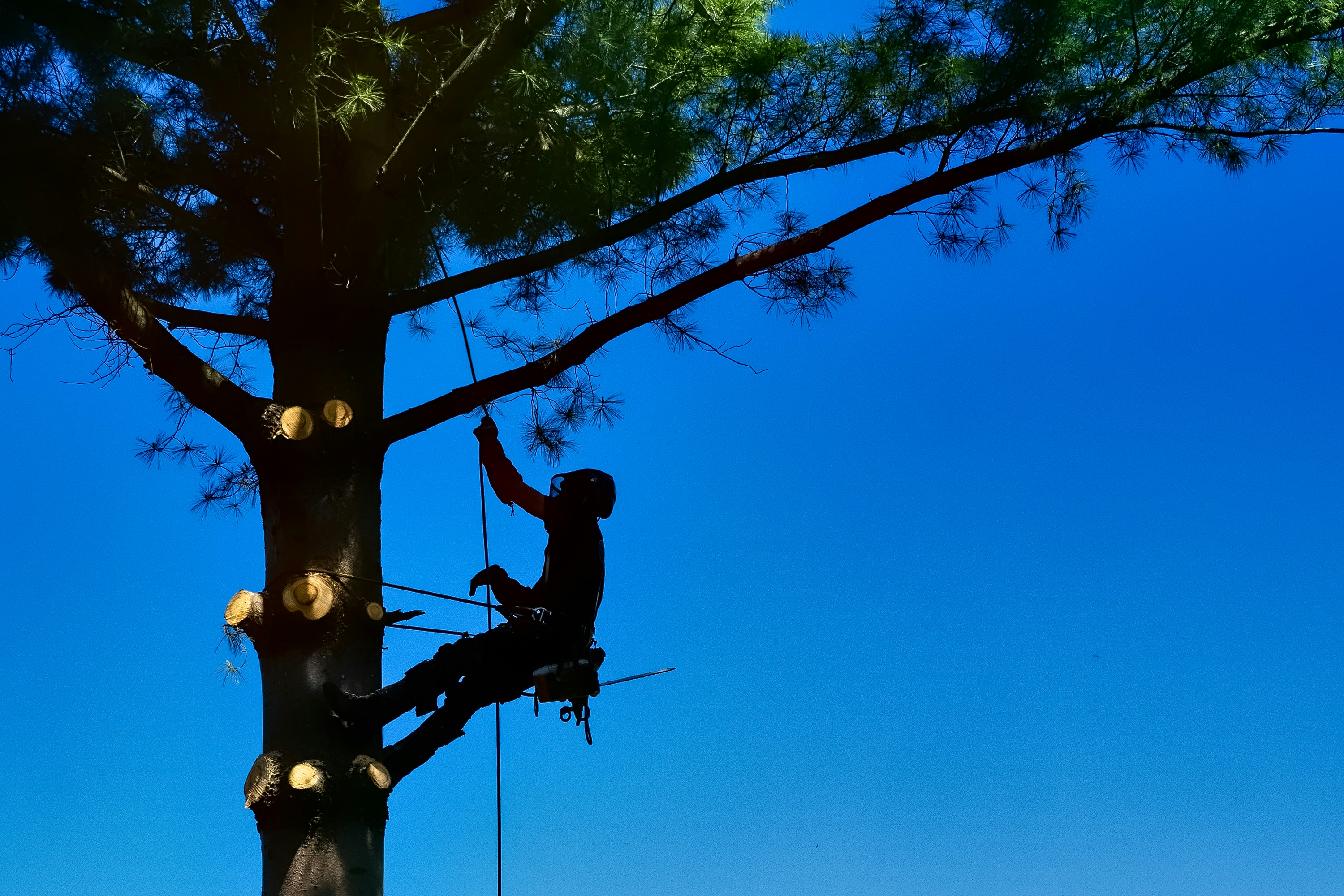 ISA-approved tree trimming in Austin